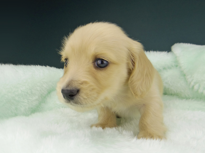 カニンヘン ダックスフンド ティナ & 竹千代の子犬 イエロー（クリーム） 女の子 ハイクラス