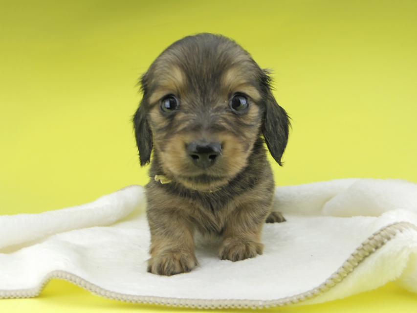 カニンヘンダックスフンド わかば & 竹千代の子犬 イエロー（クリーム） 男の子（1）