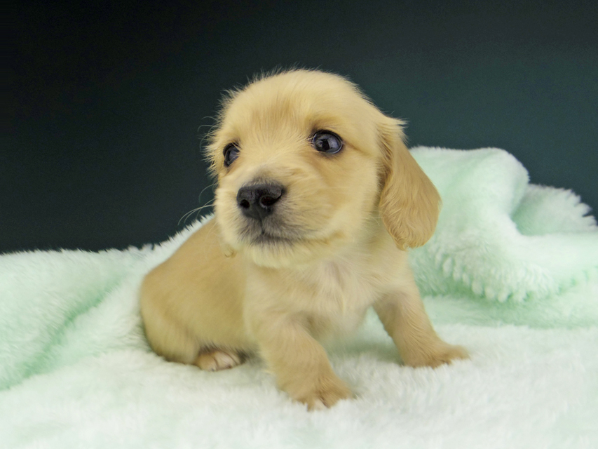 カニンヘン ダックスフンド ティナ & 竹千代の子犬 イエロー（クリーム） 女の子 ハイクラス
