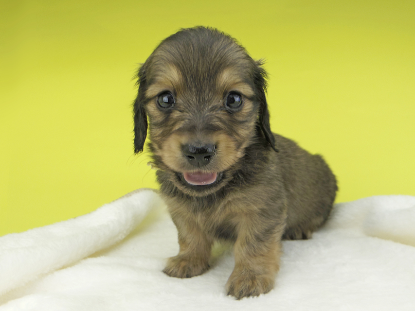 カニンヘンダックスフンド わかば & 竹千代の子犬 イエロー（クリーム） 男の子（1）