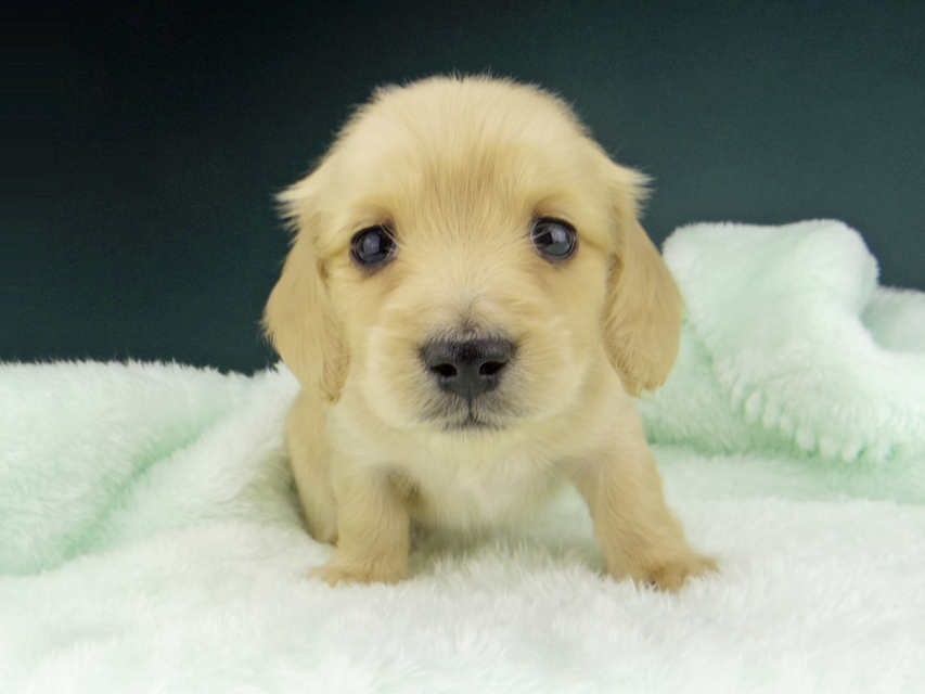 カニンヘン ダックスフンド ティナ & 竹千代の子犬 イエロー（クリーム） 女の子 ハイクラス