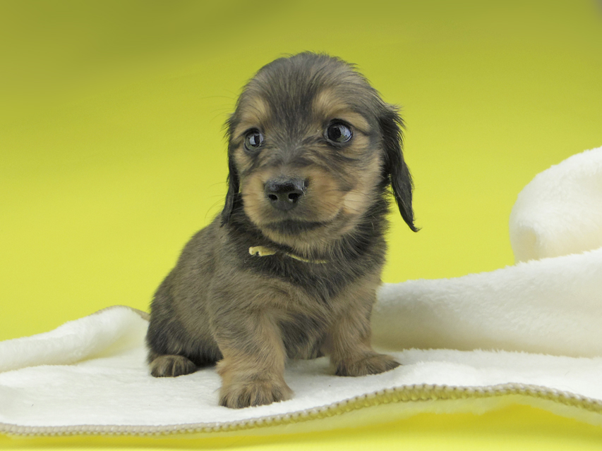 カニンヘンダックスフンド わかば & 竹千代の子犬 イエロー（クリーム） 男の子（1）