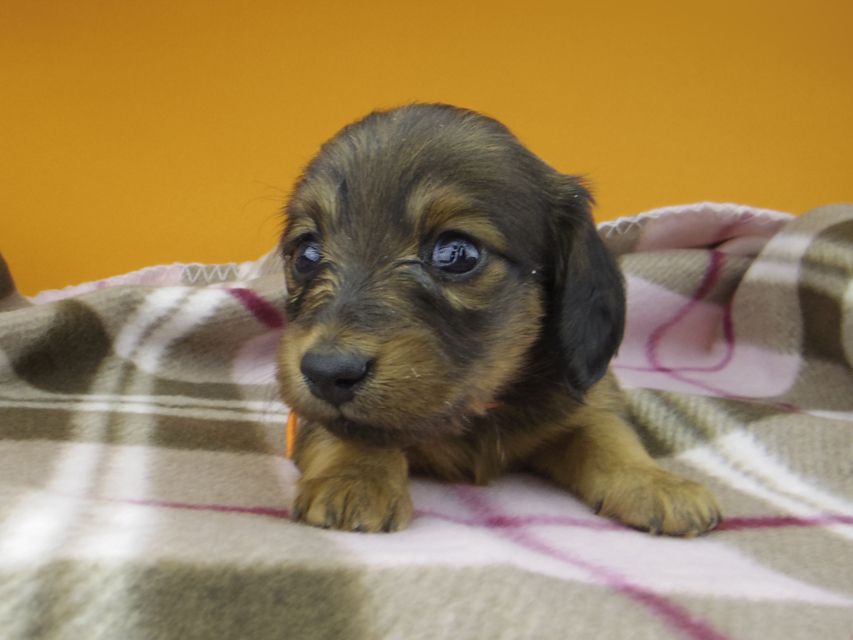 カニンヘン ダックスフンド カイラ & 竹千代の子犬 レッド 女の子（1）