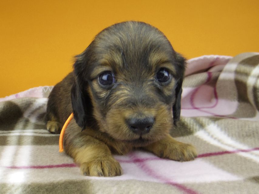 カニンヘン ダックスフンド カイラ & 竹千代の子犬 レッド 女の子（1）