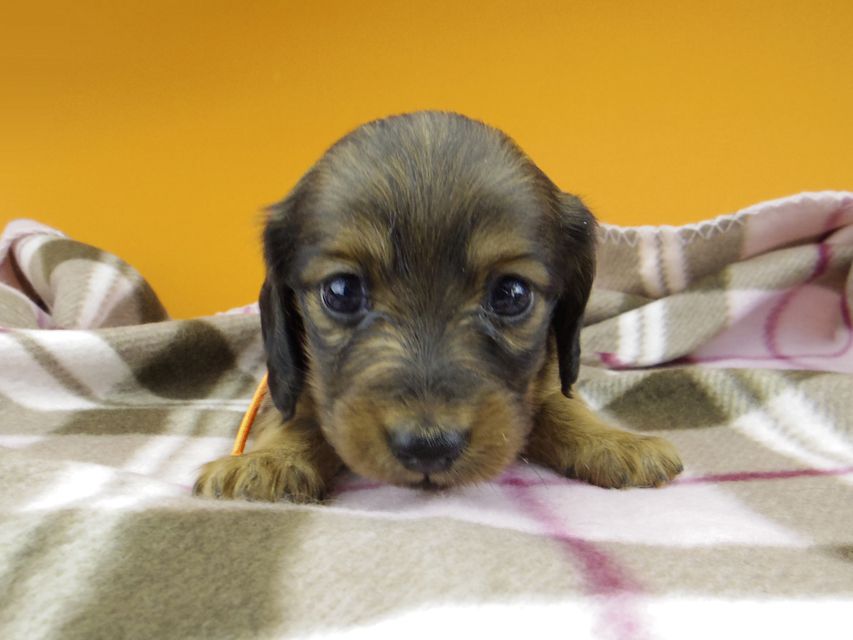 カニンヘン ダックスフンド カイラ & 竹千代の子犬 レッド 女の子（1）