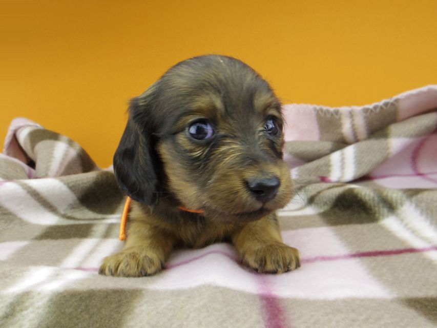 カニンヘン ダックスフンド カイラ & 竹千代の子犬 レッド 女の子（1）