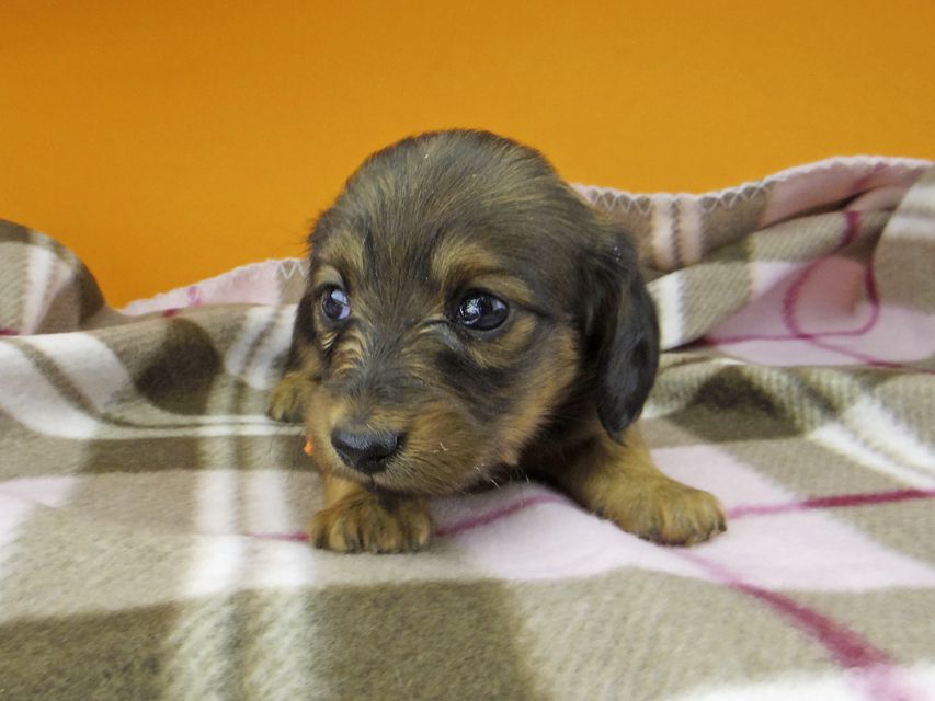 カニンヘン ダックスフンド カイラ & 竹千代の子犬 レッド 女の子（1）