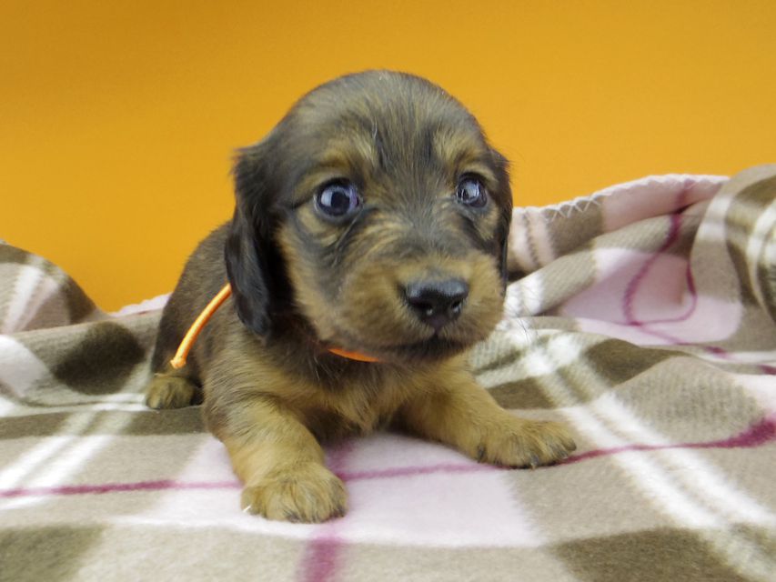 カニンヘン ダックスフンド カイラ & 竹千代の子犬 レッド 女の子（1）