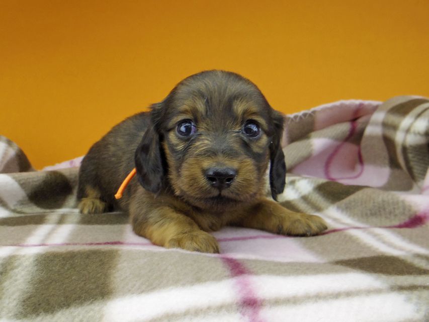 カニンヘン ダックスフンド カイラ & 竹千代の子犬 レッド 女の子（1）