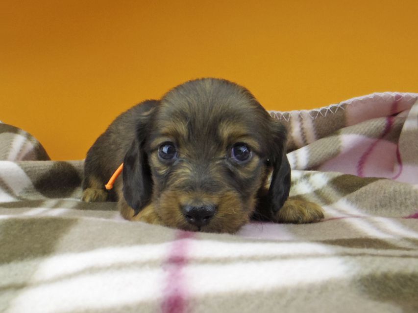 カニンヘン ダックスフンド カイラ & 竹千代の子犬 レッド 女の子（1）