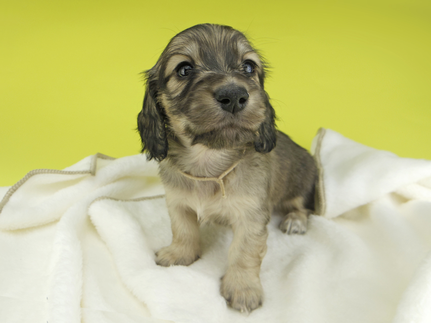 カニンヘンダックスフンド わかば & 竹千代の子犬 イエロー（クリーム） 男の子（3）