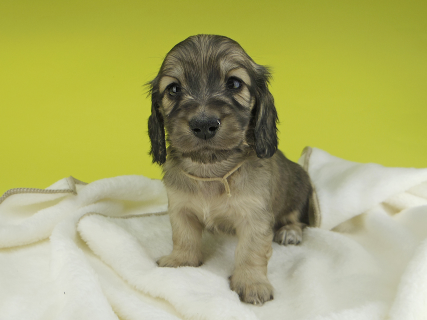 カニンヘンダックスフンド わかば & 竹千代の子犬 イエロー（クリーム） 男の子（3）