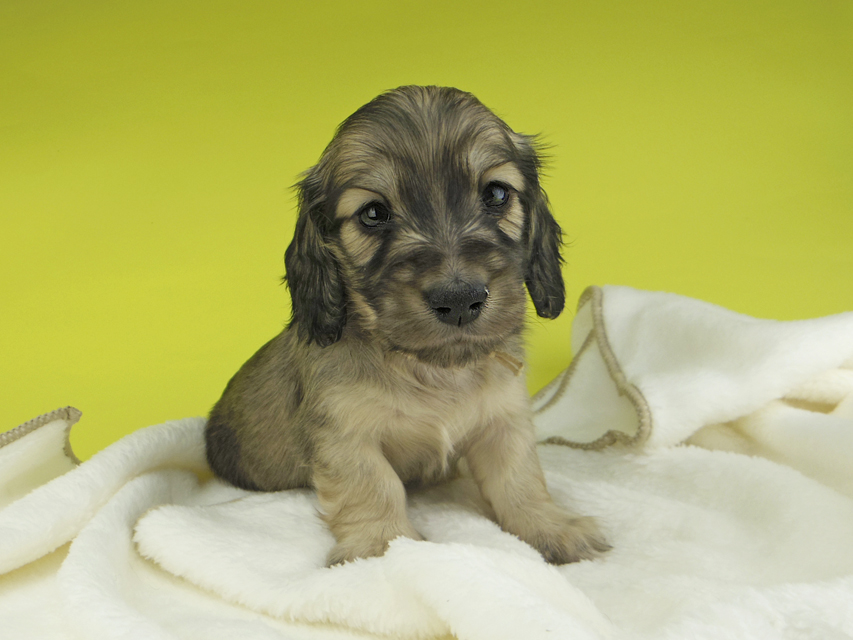 カニンヘンダックスフンド わかば & 竹千代の子犬 イエロー（クリーム） 男の子（3）