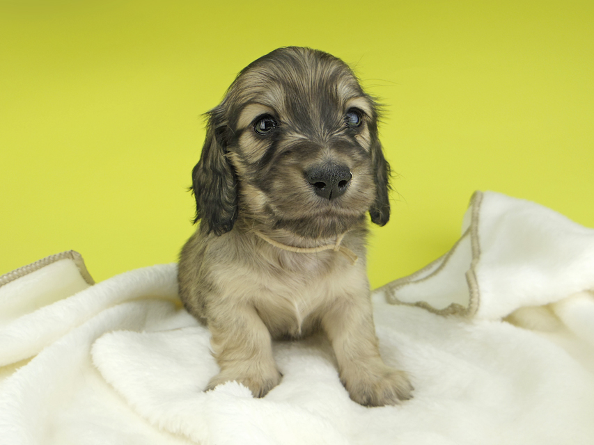 カニンヘンダックスフンド わかば & 竹千代の子犬 イエロー（クリーム） 男の子（3）
