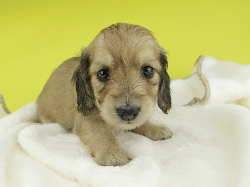 カニンヘンダックスフンド わかば & 竹千代の子犬 イエロー（クリーム） 女の子