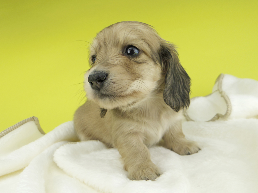 カニンヘンダックスフンド わかば & 竹千代の子犬 イエロー（クリーム） 女の子