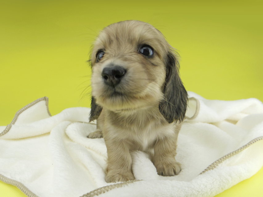 カニンヘンダックスフンド わかば & 竹千代の子犬 イエロー（クリーム） 女の子