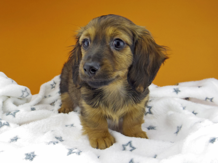 カニンヘン ダックスフンド サファリ & 竹千代 レッド 男の子