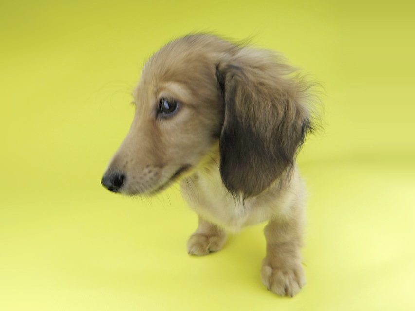 カニンヘンダックスフンド レイmt & アンmtの子犬 シェーデットイエロー(シェーデットクリーム) 男の子_IGP0410 カニンヘンダックスフンド レイmt & アンmtの子犬 シェーデットイエロー(シェーデットクリーム) 男の子