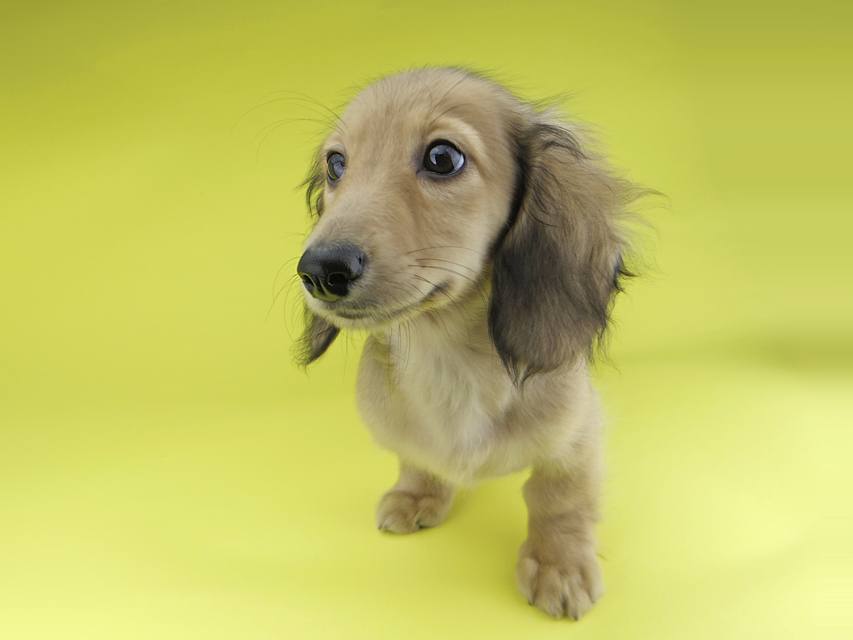 カニンヘンダックスフンド レイmt & アンmtの子犬 シェーデットイエロー(シェーデットクリーム) 男の子_IGP0411 カニンヘンダックスフンド レイmt & アンmtの子犬 シェーデットイエロー(シェーデットクリーム) 男の子