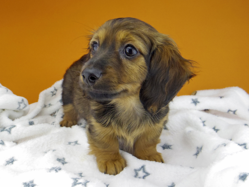 カニンヘン ダックスフンド サファリ & 竹千代 レッド 男の子