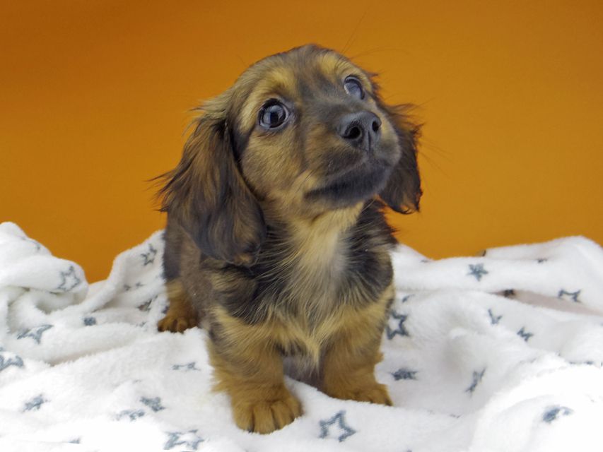 カニンヘン ダックスフンド サファリ & 竹千代 レッド 男の子