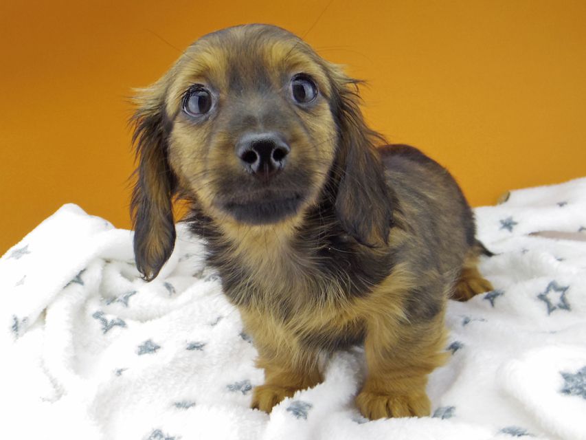 カニンヘン ダックスフンド サファリ & 竹千代 レッド 男の子