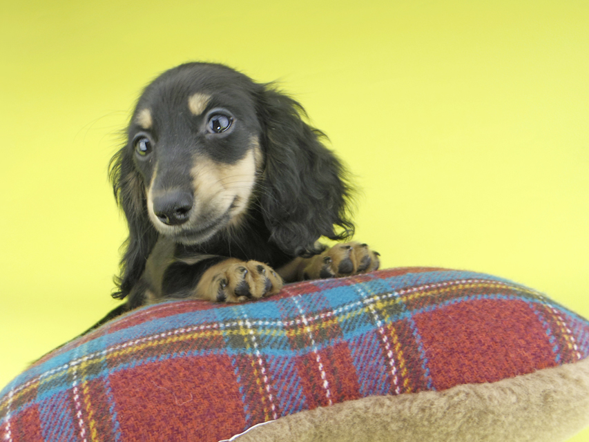 カニンヘンダックスフンド アビスmt & バロンmtの子犬 ブラックイエロー(ブラッククリーム) 女の子_IGP0428 カニンヘンダックスフンド アビスmt & バロンmtの子犬 ブラックイエロー(ブラッククリーム) 女の子