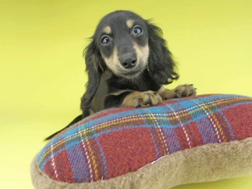 カニンヘンダックスフンド アビスmt & バロンmtの子犬 ブラックイエロー(ブラッククリーム) 女の子_IGP0430 カニンヘンダックスフンド アビスmt & バロンmtの子犬 ブラックイエロー(ブラッククリーム) 女の子