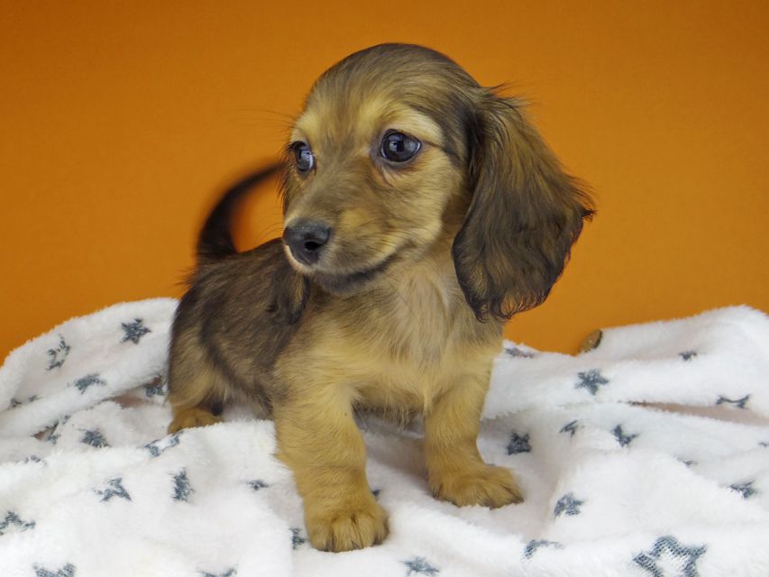 カニンヘン ダックスフンド サファリ & 竹千代 レッド 女の子_IGP0433 カニンヘン ダックスフンド サファリ & 竹千代 レッド 女の子