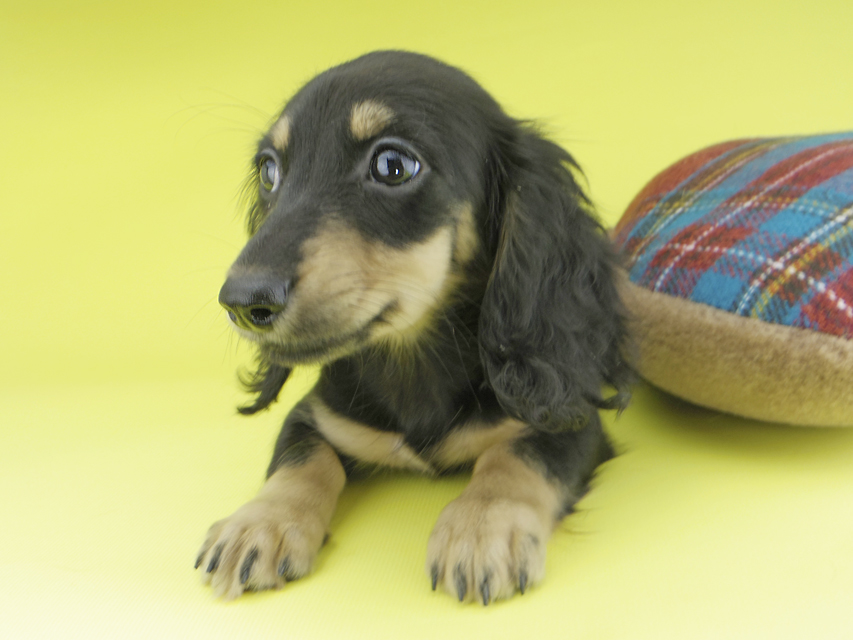 カニンヘンダックスフンド アビスmt & バロンmtの子犬 ブラックイエロー(ブラッククリーム) 女の子_IGP0452 カニンヘンダックスフンド アビスmt & バロンmtの子犬 ブラックイエロー(ブラッククリーム) 女の子