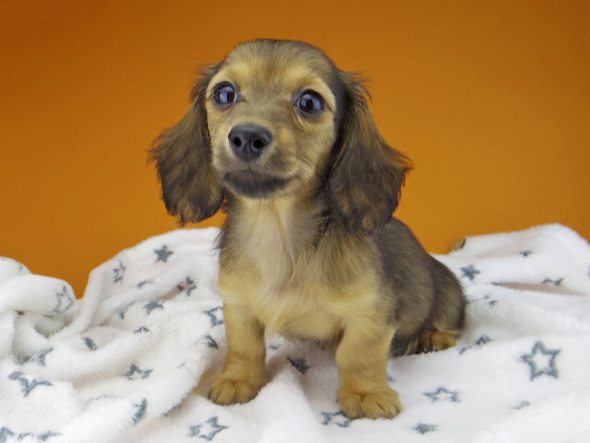 カニンヘン ダックスフンド サファリ & 竹千代 レッド 女の子_IGP0460 カニンヘン ダックスフンド サファリ & 竹千代 レッド 女の子