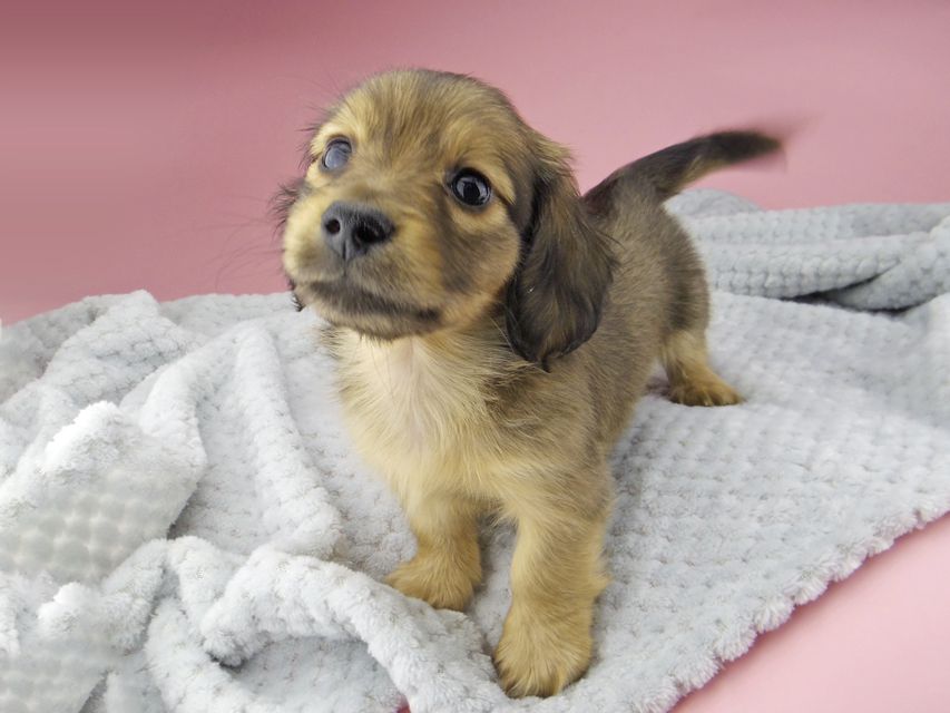 カニンヘン ダックスフンド ティナ & 竹千代の子犬 シェーデットイエロー（シェーデットクリーム） 男の子