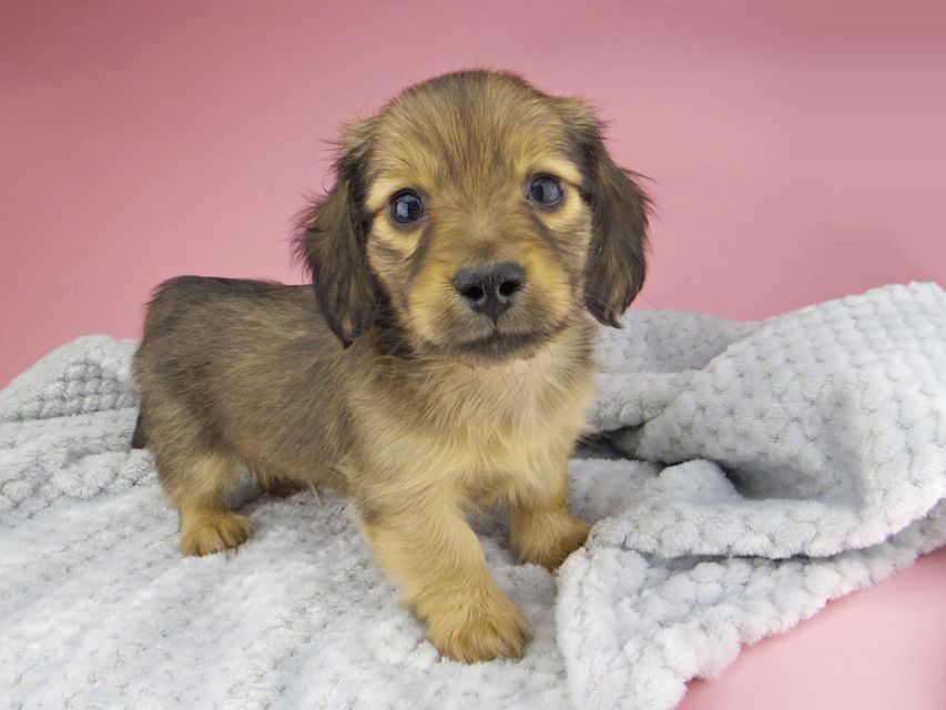 カニンヘン ダックスフンド ティナ & 竹千代の子犬 シェーデットイエロー（シェーデットクリーム） 男の子