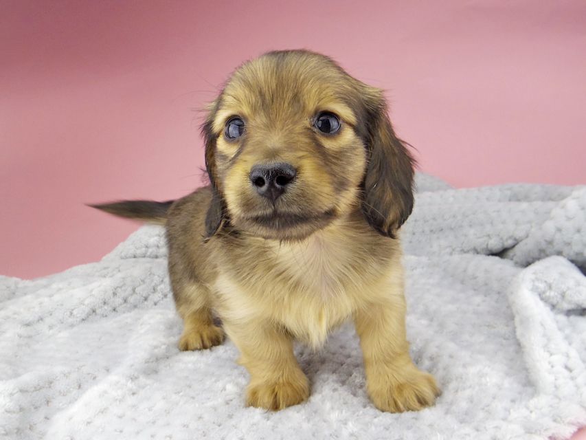 カニンヘン ダックスフンド ティナ & 竹千代の子犬 シェーデットイエロー（シェーデットクリーム） 男の子