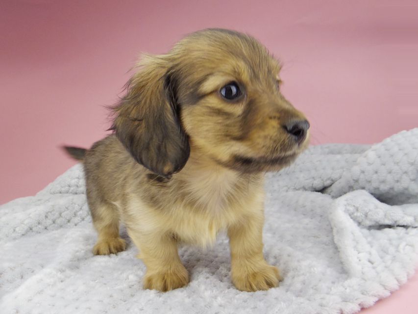 カニンヘン ダックスフンド ティナ & 竹千代の子犬 シェーデットイエロー（シェーデットクリーム） 男の子