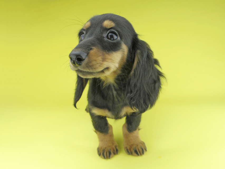 カニンヘンダックスフンド ルースmt & バロンmtの子犬 ブラックタン 女の子（2）