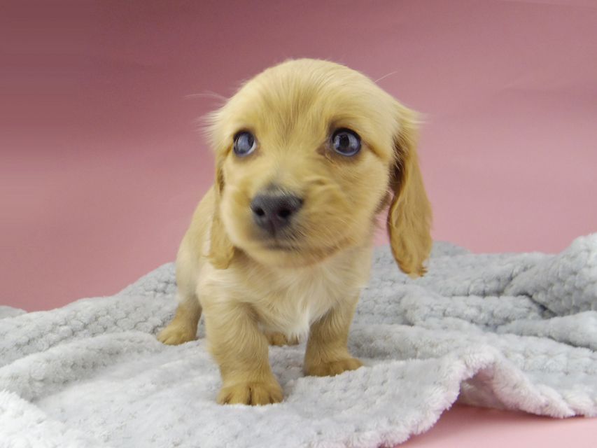 カニンヘン ダックスフンド ティナ & 竹千代の子犬 ゴールド 女の子_IGP0501 カニンヘン ダックスフンド ティナ & 竹千代の子犬 ゴールド 女の子