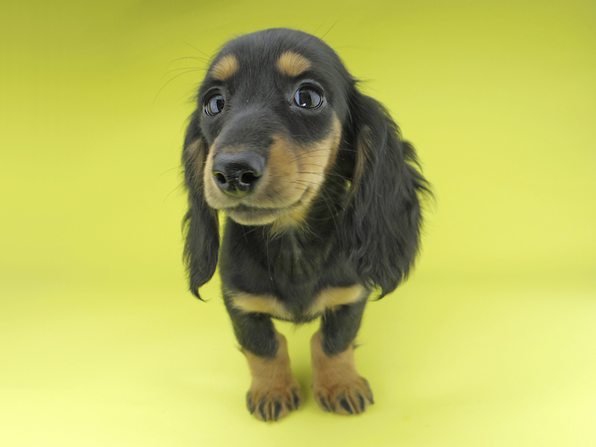 カニンヘンダックスフンド ルースmt & バロンmtの子犬 ブラックタン 女の子（2）