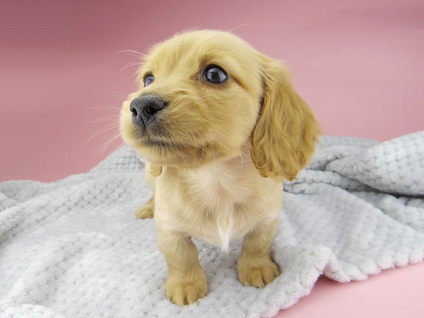 カニンヘン ダックスフンド ティナ & 竹千代の子犬 ゴールド 女の子_IGP0507 カニンヘン ダックスフンド ティナ & 竹千代の子犬 ゴールド 女の子