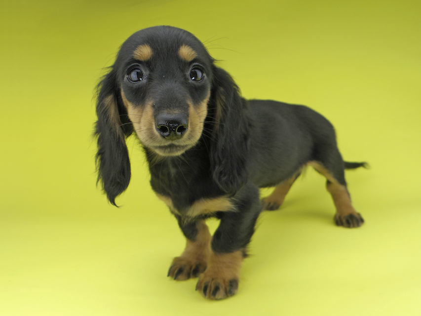 カニンヘンダックスフンド ルースmt & バロンmtの子犬 ブラックタン 女の子（2）