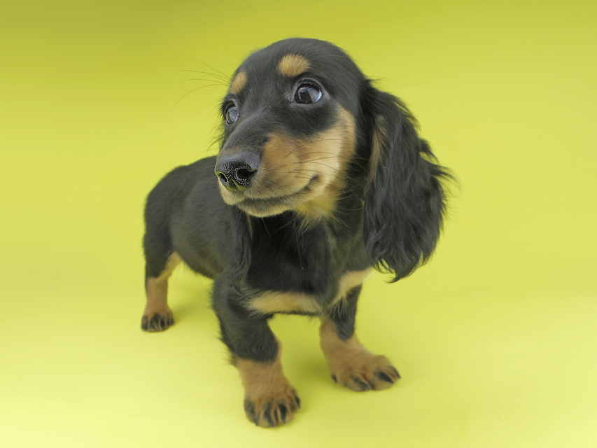 カニンヘンダックスフンド ルースmt & バロンmtの子犬 ブラックタン 女の子（2）