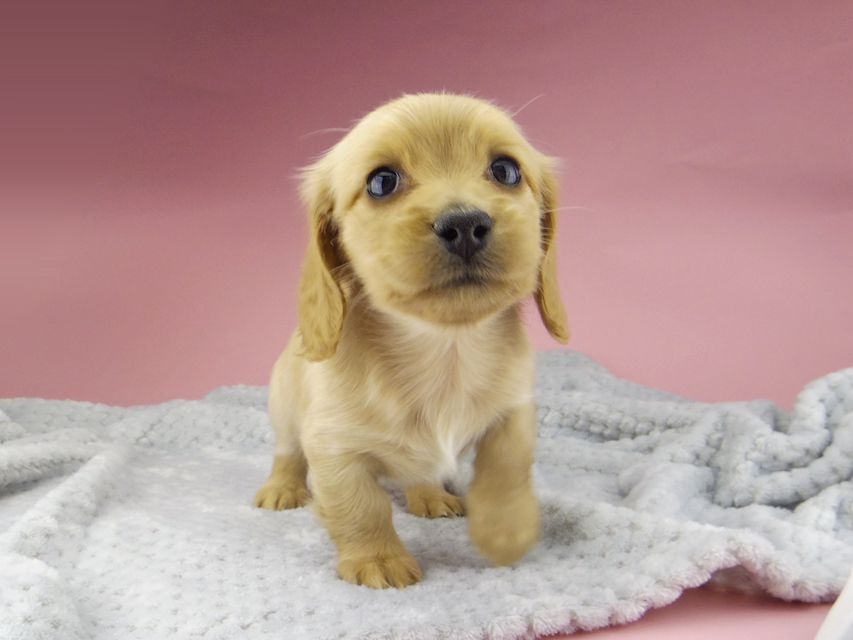 カニンヘン ダックスフンド ティナ & 竹千代の子犬 ゴールド 女の子_IGP0523 カニンヘン ダックスフンド ティナ & 竹千代の子犬 ゴールド 女の子