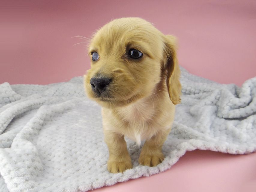 カニンヘン ダックスフンド ティナ & 竹千代の子犬 ゴールド 女の子_IGP0534 カニンヘン ダックスフンド ティナ & 竹千代の子犬 ゴールド 女の子