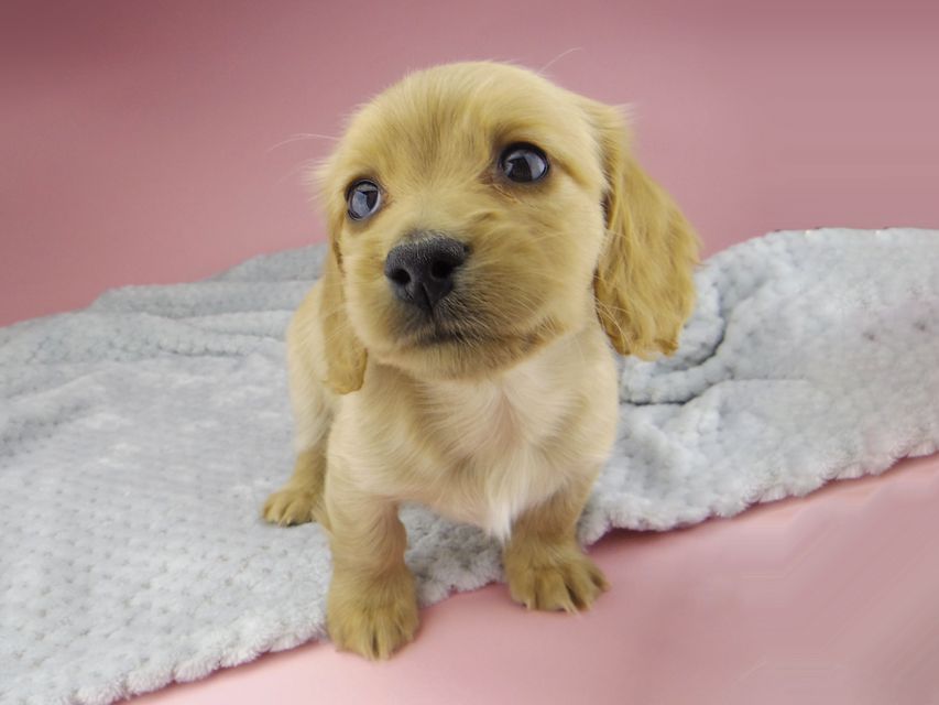 カニンヘン ダックスフンド ティナ & 竹千代の子犬 ゴールド 女の子_IGP0537 カニンヘン ダックスフンド ティナ & 竹千代の子犬 ゴールド 女の子