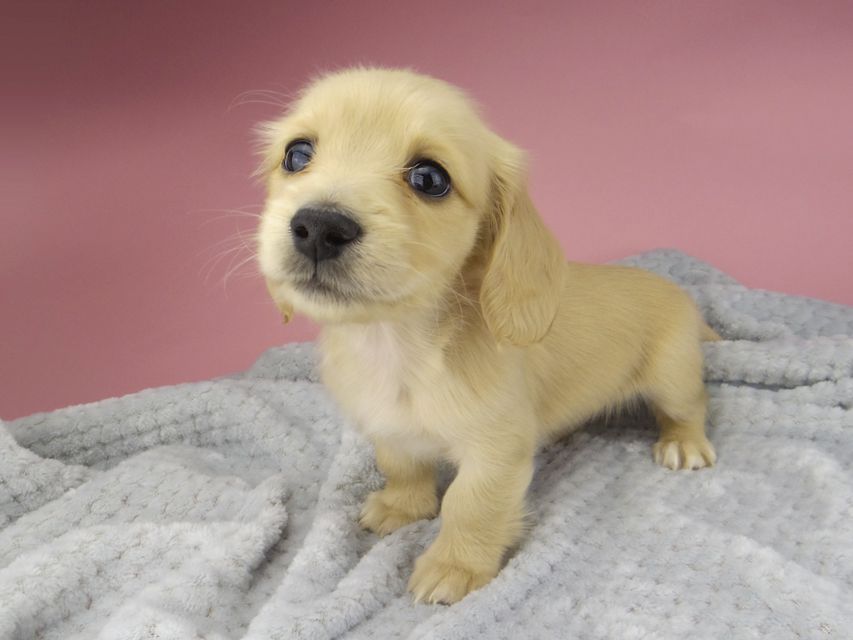 カニンヘン ダックスフンド ティナ & 竹千代の子犬 イエロー(クリーム) 女の子 ハイクラス_IGP0542 カニンヘン ダックスフンド ティナ & 竹千代の子犬 イエロー(クリーム) 女の子 ハイクラス
