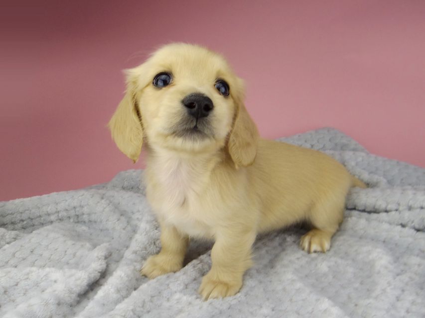 カニンヘン ダックスフンド ティナ & 竹千代の子犬 イエロー(クリーム) 女の子 ハイクラス_IGP0544 カニンヘン ダックスフンド ティナ & 竹千代の子犬 イエロー(クリーム) 女の子 ハイクラス