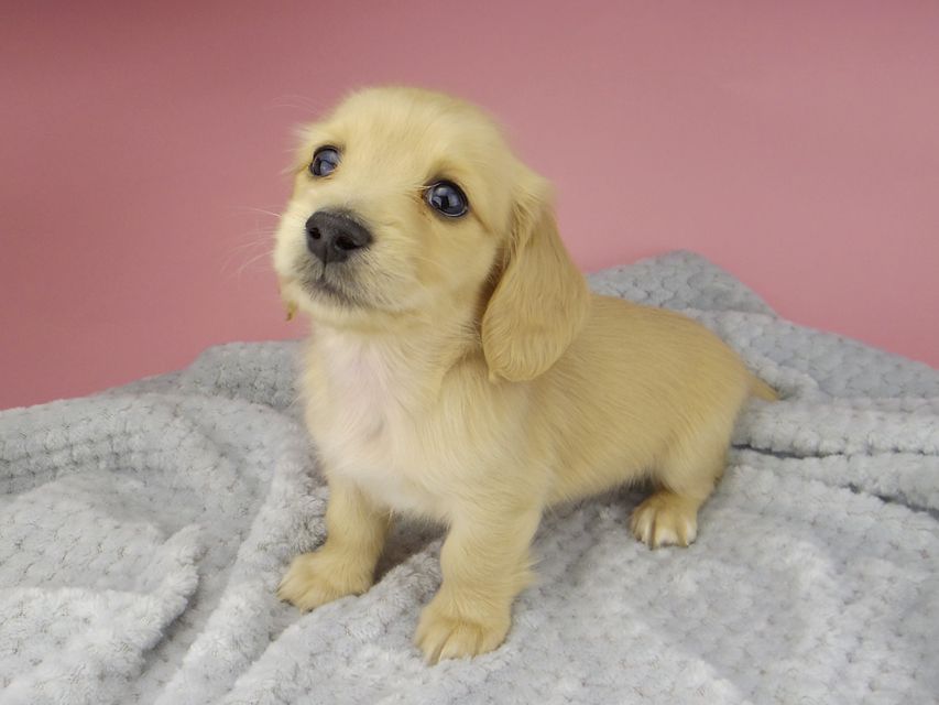 カニンヘン ダックスフンド ティナ & 竹千代の子犬 イエロー(クリーム) 女の子 ハイクラス_IGP0545 カニンヘン ダックスフンド ティナ & 竹千代の子犬 イエロー(クリーム) 女の子 ハイクラス