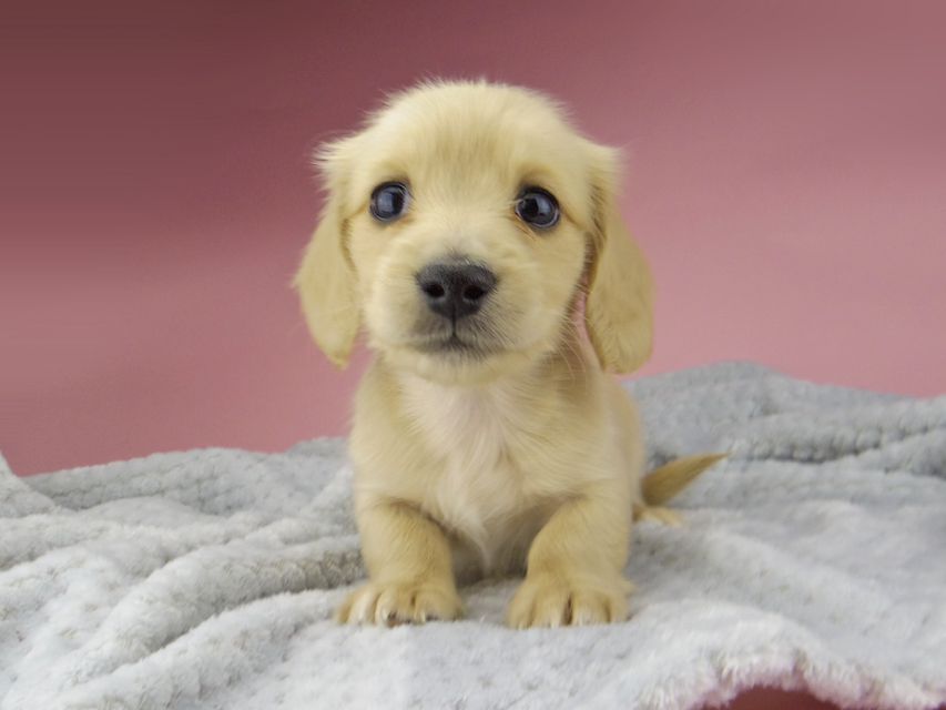 カニンヘン ダックスフンド ティナ & 竹千代の子犬 イエロー(クリーム) 女の子 ハイクラス_IGP0547 カニンヘン ダックスフンド ティナ & 竹千代の子犬 イエロー(クリーム) 女の子 ハイクラス