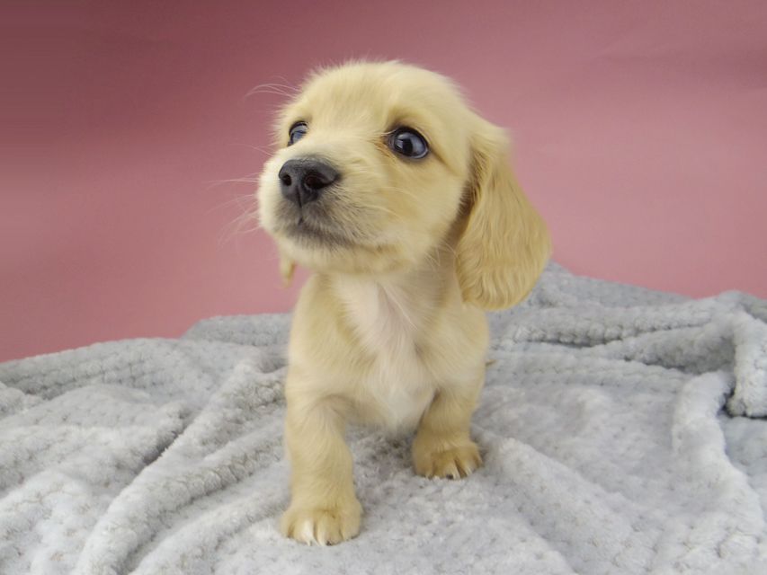 カニンヘン ダックスフンド ティナ & 竹千代の子犬 イエロー(クリーム) 女の子 ハイクラス_IGP0551 カニンヘン ダックスフンド ティナ & 竹千代の子犬 イエロー(クリーム) 女の子 ハイクラス